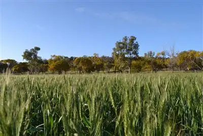 Fourth view of Homely rural property listing, . Greylands, Kellerberrin WA 6410