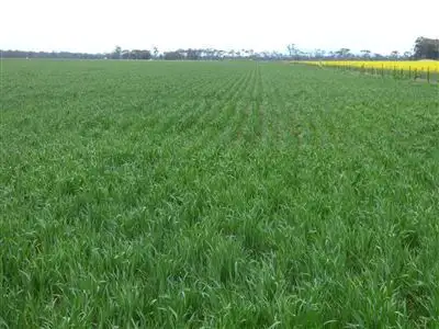 Third view of Homely rural property listing, . Ashens Cemetery Road, Wal Wal VIC 3381