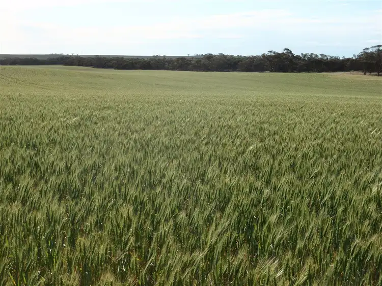 Third view of Homely rural property listing, 550 Nantuma Road, Warramboo SA 5650