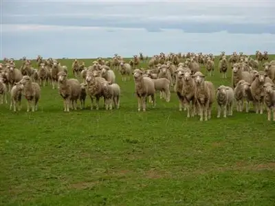 Main view of Homely rural property listing, Address available on request