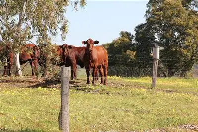 Main view of Homely rural property listing, 905 Red Gully Road, Red Gully WA 6503
