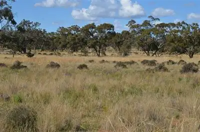 Seventh view of Homely rural property listing, * Currawalla, Condobolin NSW 2877