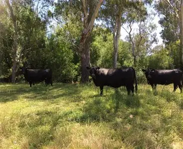 Second view of Homely rural property listing, 440 Whanregarwen Road,, Molesworth VIC 3718