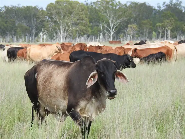 Fourth view of Homely rural property listing, Address available on request