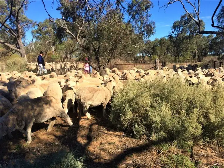 Sixth view of Homely rural property listing, . "Ramsay" Cobb Highway, Booroorban NSW 2710