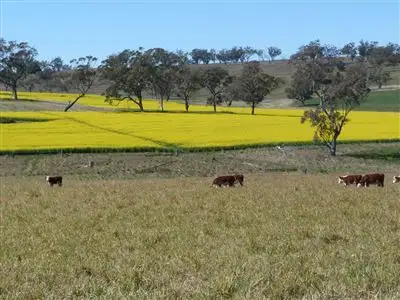Second view of Homely rural property listing, . "The Racecourse" Racecourse Rd, Borambil via, Cassilis NSW 2329