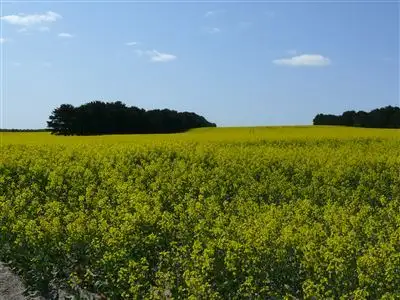 Fifth view of Homely rural property listing, . Rocky Plains Ridgelands Road, Esperance WA 6450