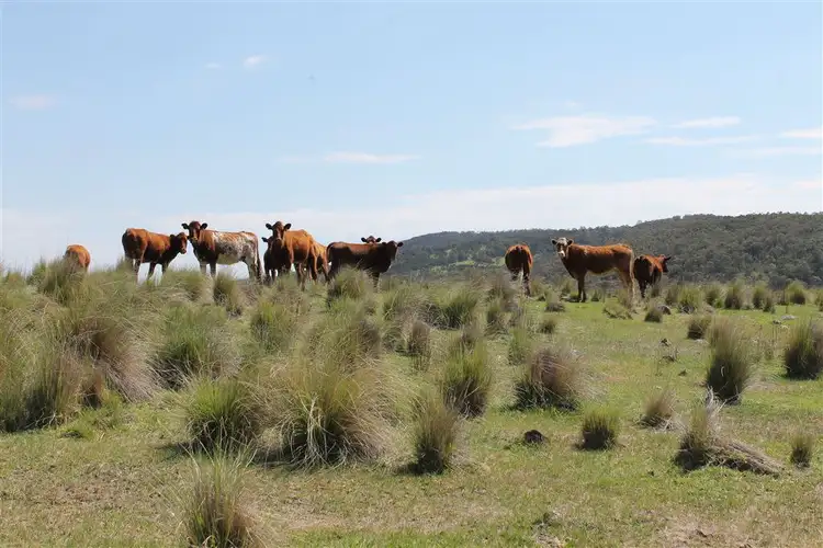 Fourth view of Homely rural property listing, 728 Kain Cross Road, Hereford Hall via, Braidwood NSW 2622