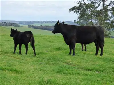 Second view of Homely rural property listing, 359 Noss Retreat Road, Casterton VIC 3311