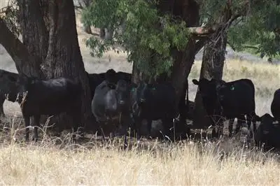 Fourth view of Homely rural property listing, Sunnyside 1100 Batlow Road, Tumbarumba NSW 2653