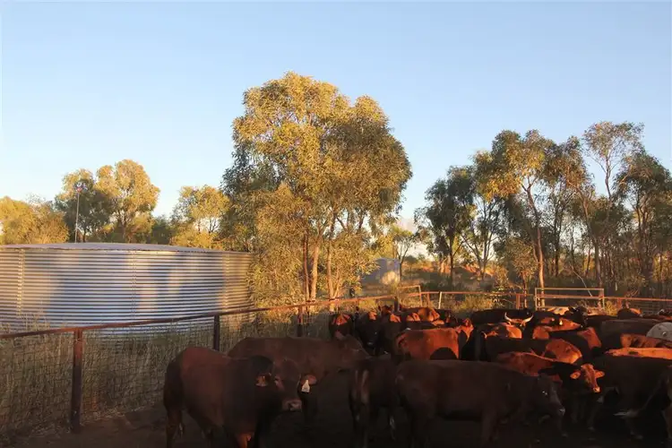 Fifth view of Homely rural property listing, " Coniston Station", Alice Springs NT 870