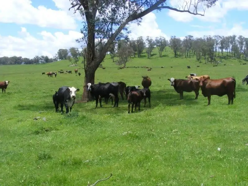 Main view of Homely rural property listing, "Mt Slow"/1057 Mount Slow Road, Glencoe NSW 2365