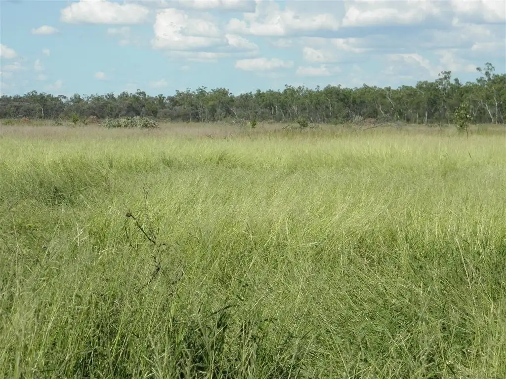 Main view of Homely rural property listing, " Lilyvale", Dingo QLD 4702