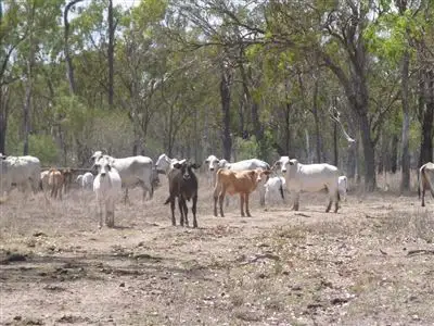 Third view of Homely rural property listing, Address available on request