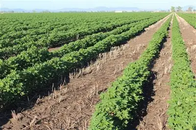 Second view of Homely rural property listing, Lalagooli/West Normans Rd, Gunnedah NSW 2380