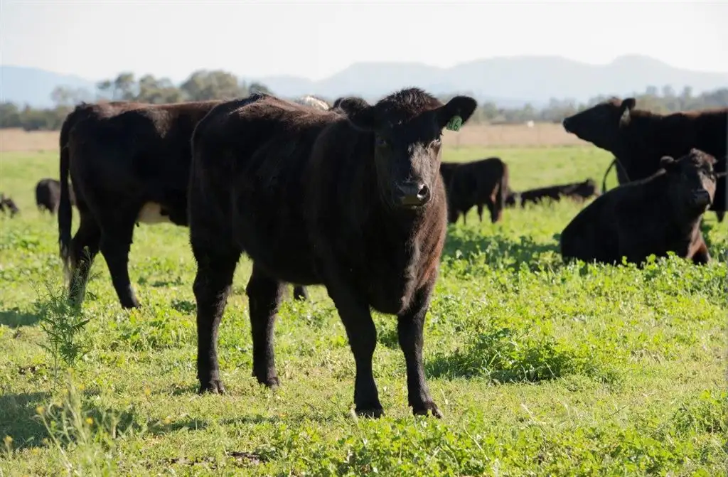 Main view of Homely rural property listing, 226 Dartbrook Rd, Aberdeen NSW 2336