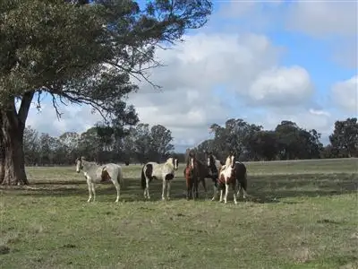 Main view of Homely rural property listing, 200 Plozzas Road, Violet Town VIC 3669