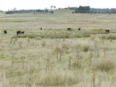 Fifth view of Homely rural property listing, "Yandilla"/Bombala Monaro Hway, Bombala NSW 2632