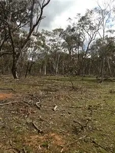 Seventh view of Homely rural property listing, Lots 30-31 Palarang Road, Merriangaah, Bombala NSW 2632