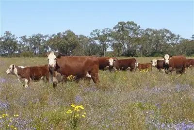 Second view of Homely rural property listing, " Gundaur", Nyngan NSW 2825