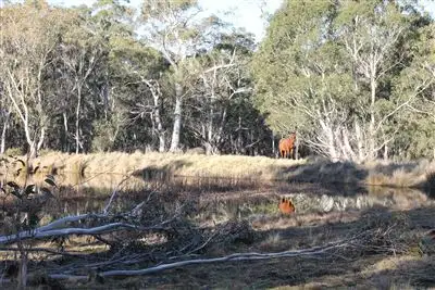 Fifth view of Homely rural property listing, 46 Krawarree Road, Braidwood NSW 2622