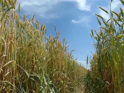 Third view of Homely rural property listing, . "Aspendale" Ferguson's Road, Corowa NSW 2646