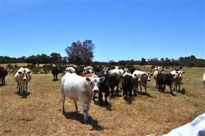 Main view of Homely rural property listing, Address available on request