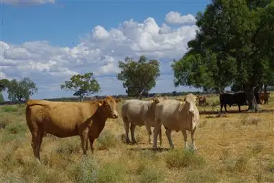 Third view of Homely rural property listing, 28525 Kamilaroi Highway, Burren Junction NSW 2386