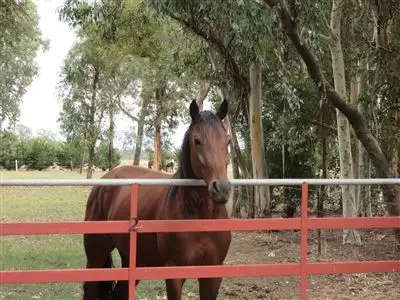 Main view of Homely rural property listing, 375 Orrvale Rd, Orrvale VIC 3631