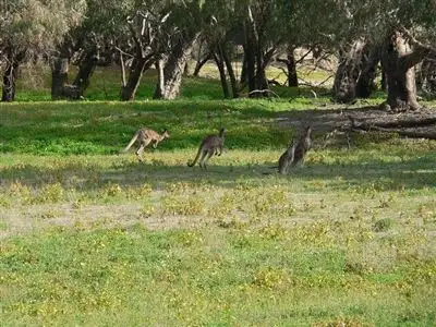 Seventh view of Homely rural property listing, . Rivergum Farm, Bourke NSW 2840