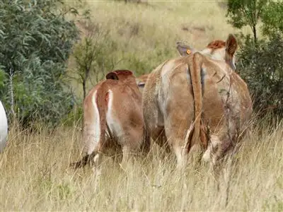 Sixth view of Homely rural property listing, . "Waterview", Injune QLD 4454