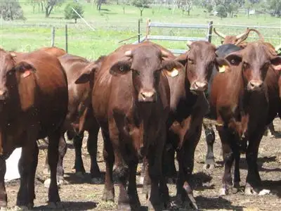 Second view of Homely rural property listing, " Boonal Downs", Capella QLD 4723