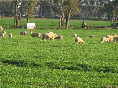 Third view of Homely rural property listing, . Wilsons Lane, Narromine NSW 2821