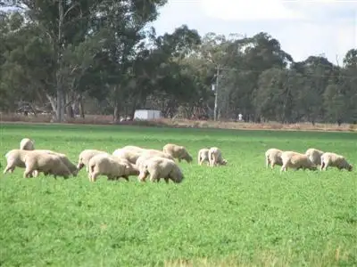 Sixth view of Homely rural property listing, 3 Lachlan Valley Way, Forbes NSW 2871