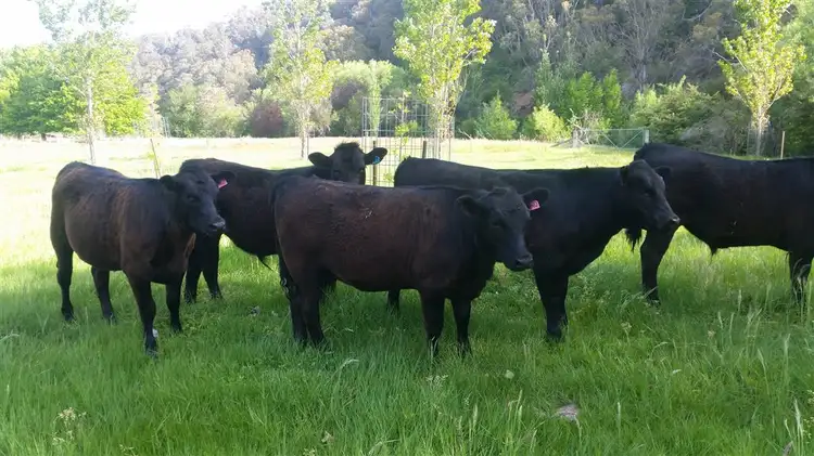 Seventh view of Homely rural property listing, 2704 Benambra-Corryong Rd, Nariel Valley VIC 3707