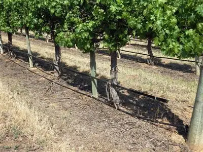 Fourth view of Homely rural property listing, 16969 Sturt, Cobdogla SA 5346