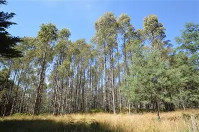 0 Western Creek Rd, Western Creek TAS 7304