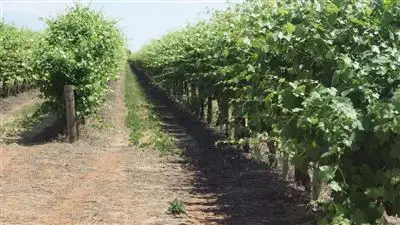 Third view of Homely rural property listing, 326 Hardwick Road, Glossop SA 5344