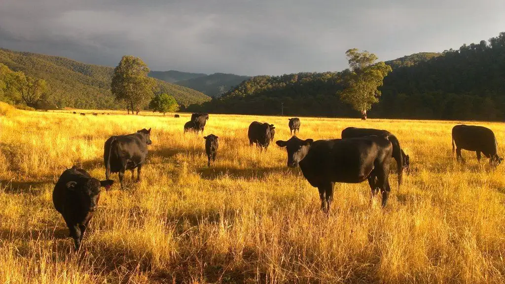 Main view of Homely rural property listing, 2704 Benambra-Corryong Rd, Nariel Valley VIC 3707