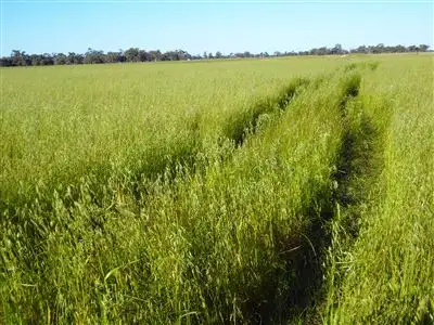 Main view of Homely rural property listing, . Morotai, Deniliquin NSW 2710