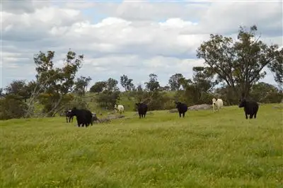 Fifth view of Homely rural property listing, Twosey 96 Whitakers Lane, Marrar via, Wagga Wagga NSW 2650