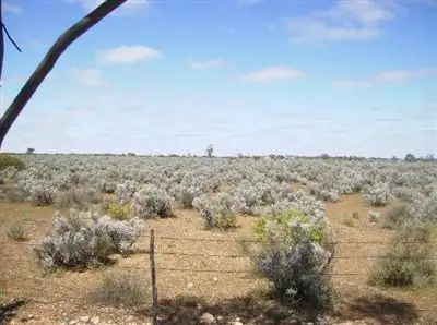 Main view of Homely rural property listing, Lot 13 Cemetery Road, Morgan SA 5320