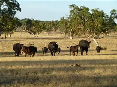 Main view of Homely rural property listing, 375 Napper Road, "Gum Tree Ridge", Keith SA 5267