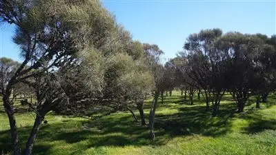 Sixth view of Homely rural property listing, 2641 Starcevich Chapman Road, Muntadgin WA 6420