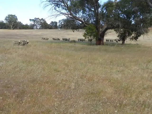 Fourth view of Homely rural property listing, 4712 Naracoorte Road, Naracoorte SA 5271