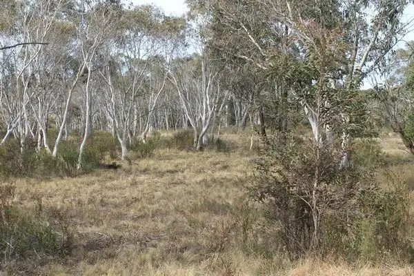Fifth view of Homely rural property listing, 704 Northangera Road, Mongarlowe NSW 2622