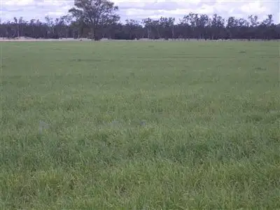 Fifth view of Homely rural property listing, - Punchs Creek Road, Millmerran QLD 4357