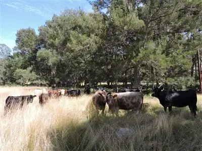 Second view of Homely rural property listing, Address available on request