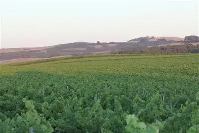 Third view of Homely rural property listing, . Nangkita Vineyard, Nangkita SA 5210