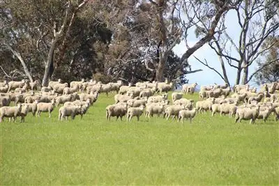 Main view of Homely rural property listing, 4127 Sunraysia Highway, Lexton VIC 3352